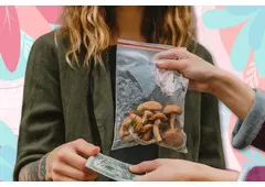 Where to Buy Mushroom Sacraments Safely and Legally
