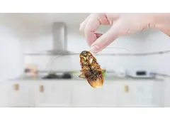 Manage Cockroach Problems at Home with TechSquadTeam