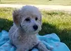 Poodle Puppies for sale in USA