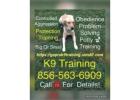 Obedience 856-563-6909 Training