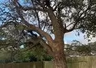 Tree Lopping Collaroy