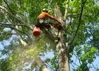 Tree Removal Northern Beaches